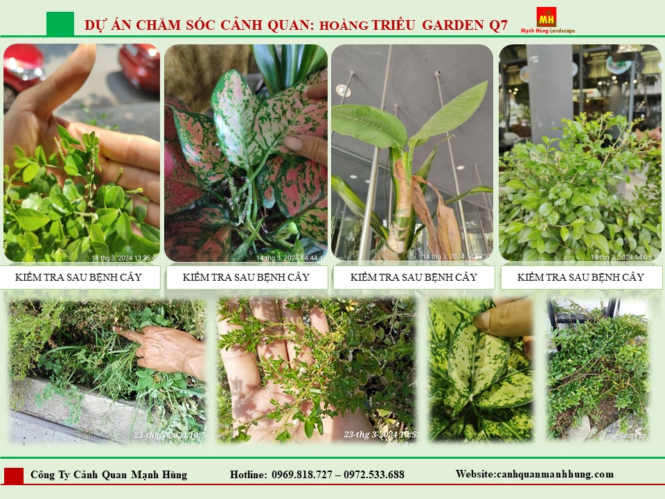 Chăm Sóc Cảnh Quan HOÀNG TRIỆU GARDEN Q7