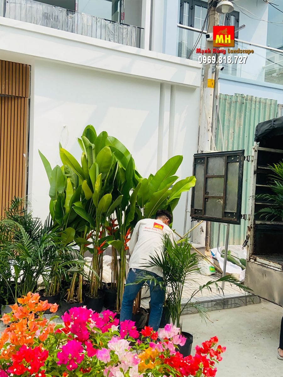 thi công trồng cây xanh nhà phố Gò Vấp