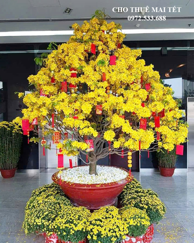 THUÊ MAI TẾT TẠI TPHCM GIÁ RẺ